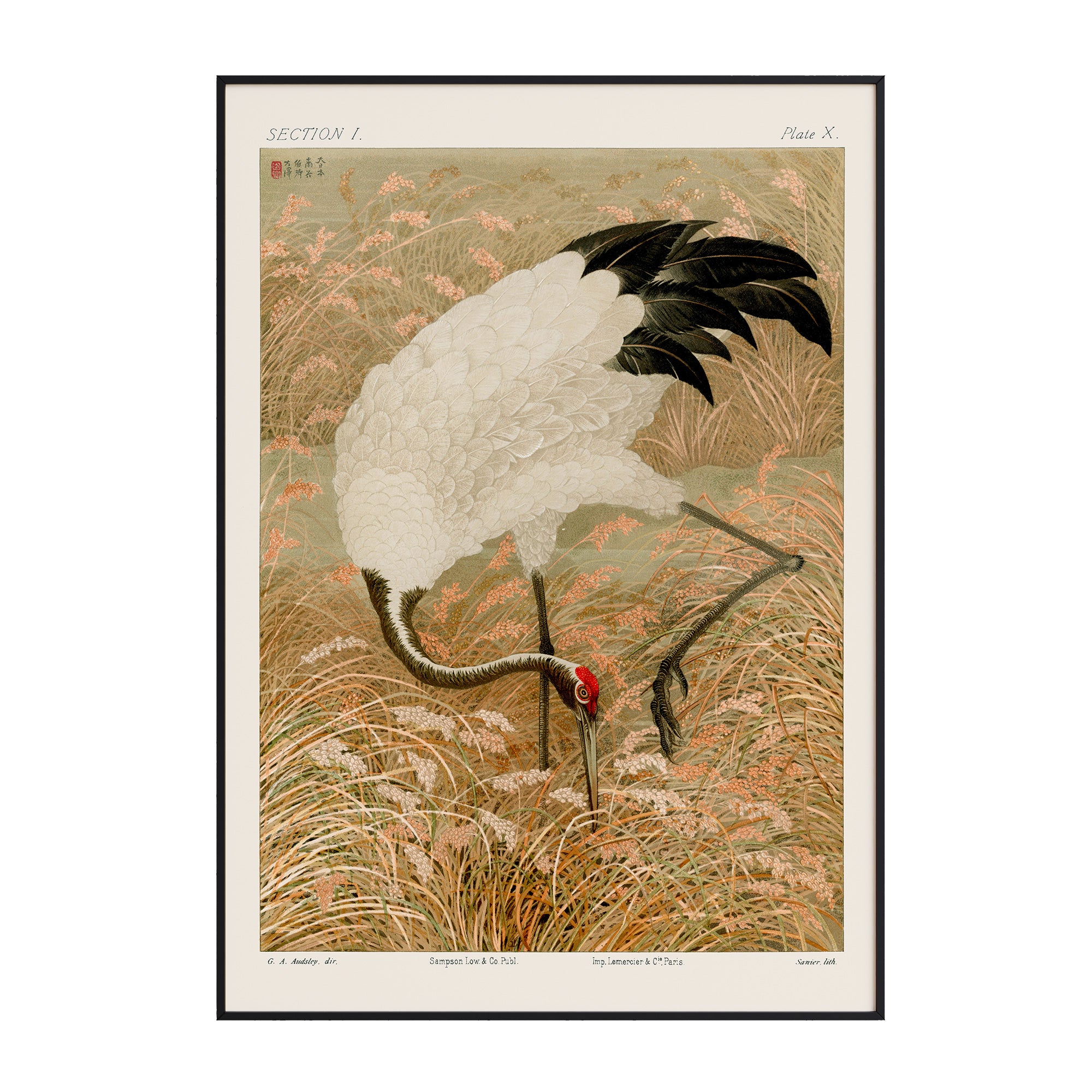 G.A. Audsley - Sarus Crane In Rice Field