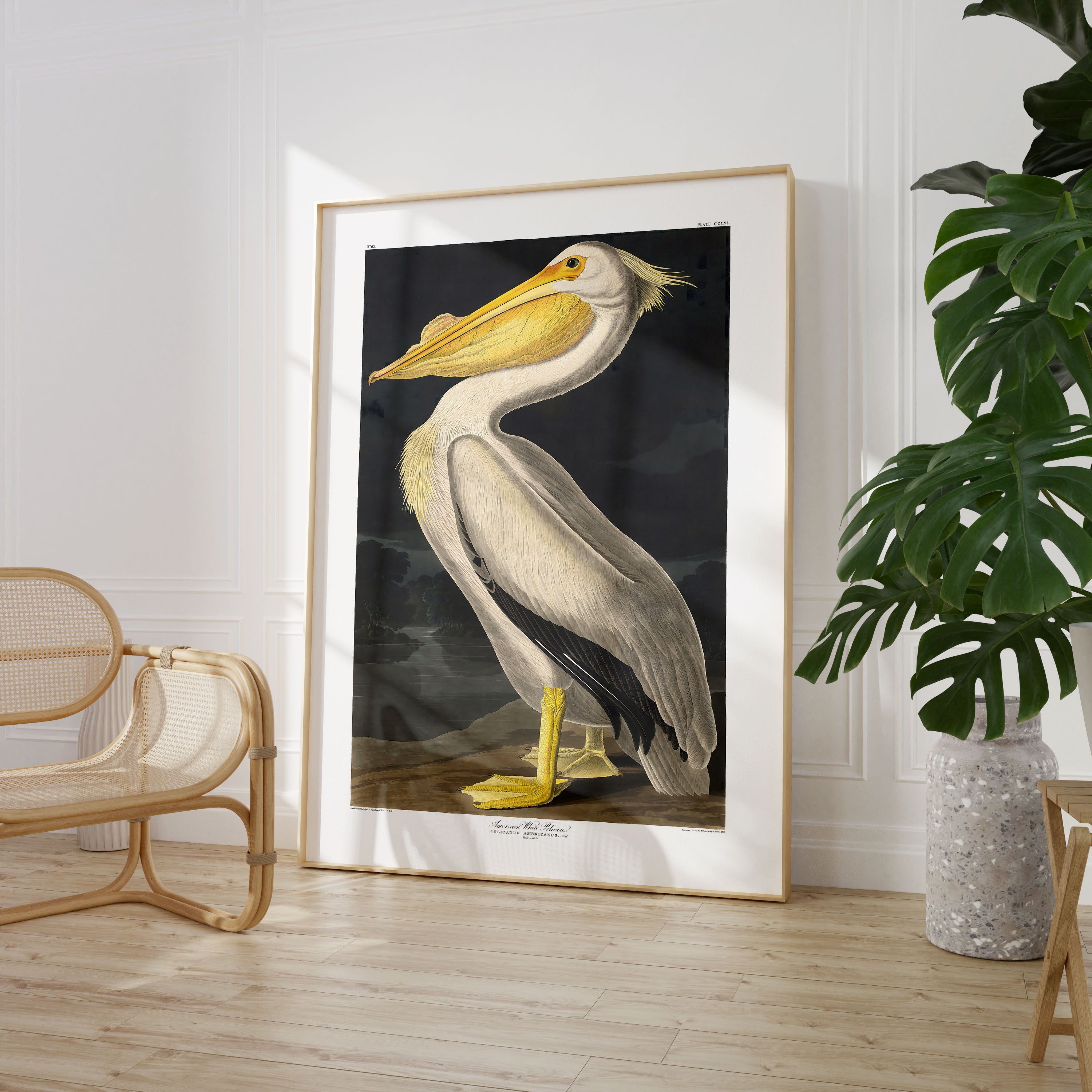 John Audubon - American White Pelican