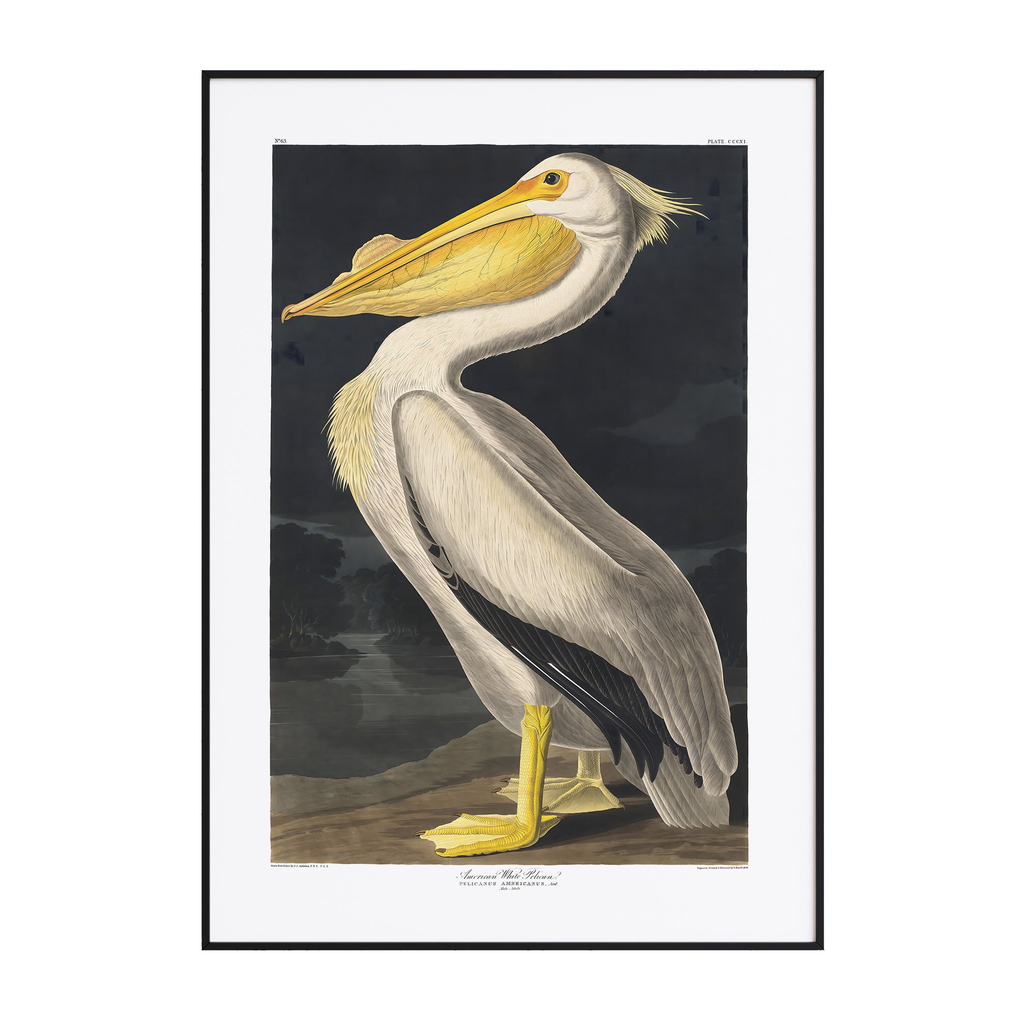 John Audubon - American White Pelican